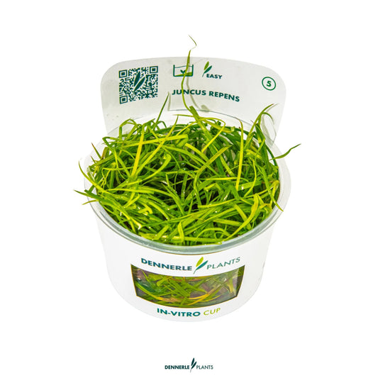 Juncus repens
