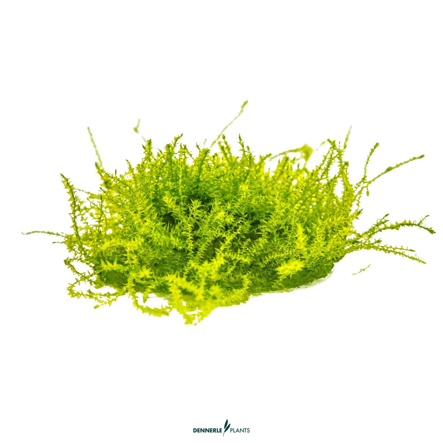 Leptodictyum riparium