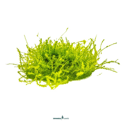 Leptodictyum riparium
