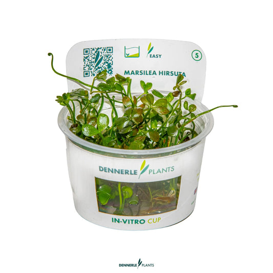 Marsilea hirsuta