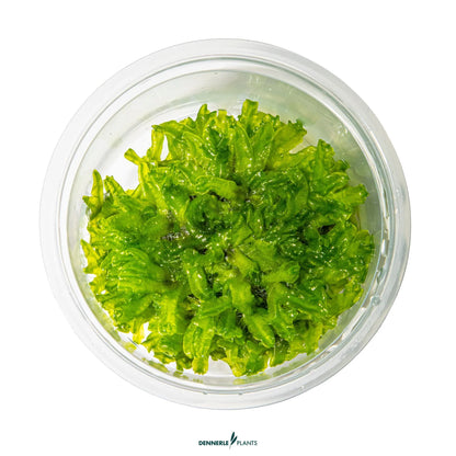 Monosolenium tenerum