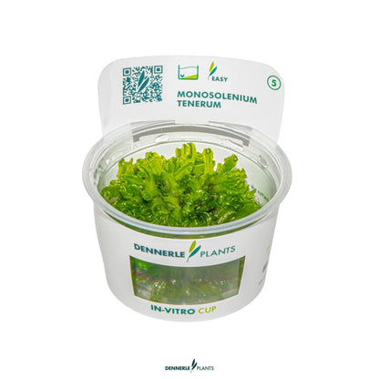 Monosolenium tenerum
