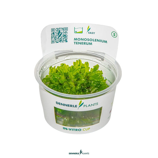 Monosolenium tenerum