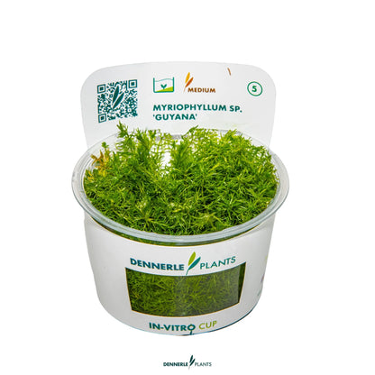 Myriophyllum sp. 'Guyana'