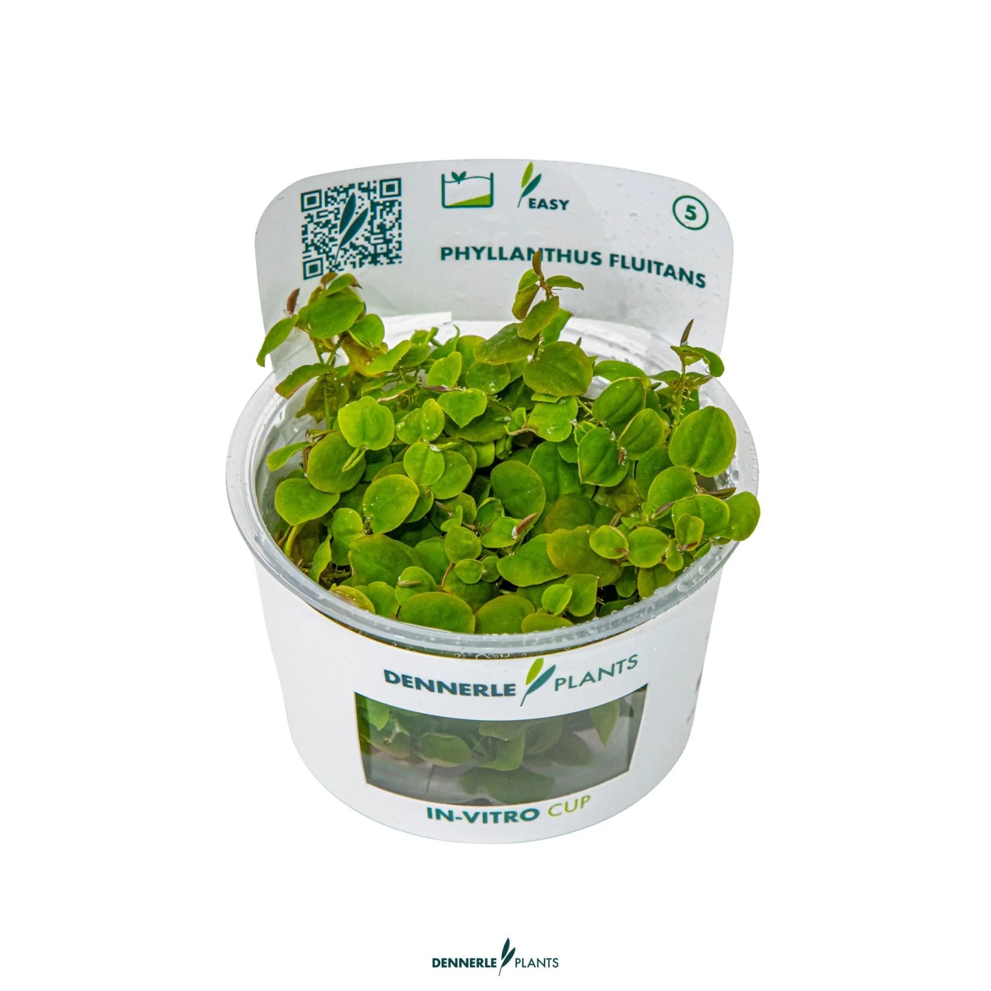 Phyllanthus fluitans