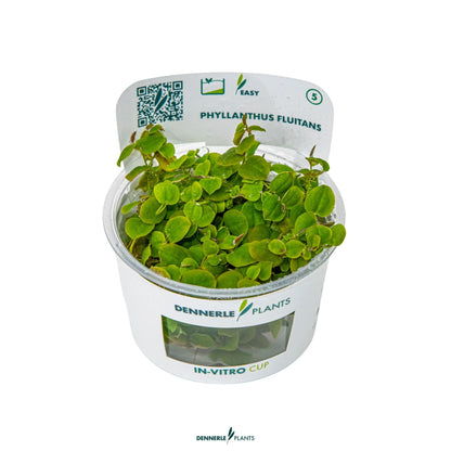 Phyllanthus fluitans