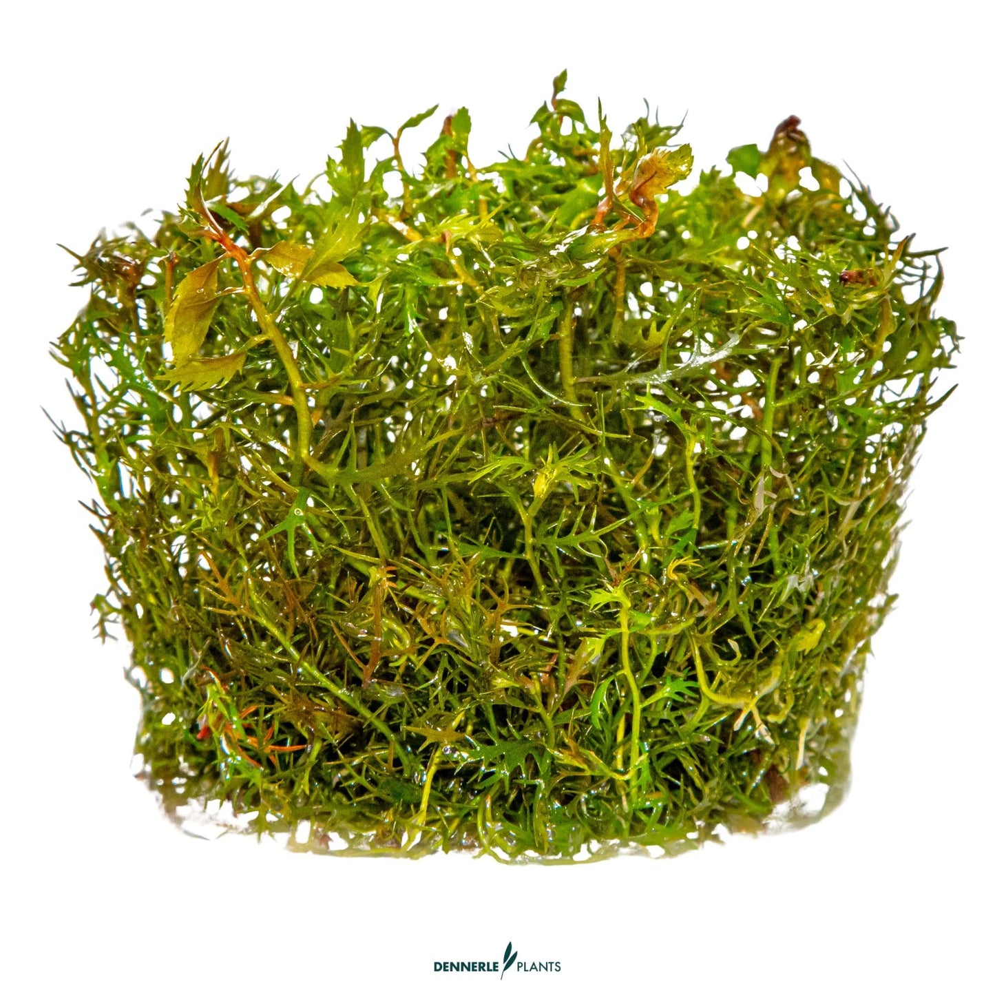 Proserpinaca palustris 'Cuba'