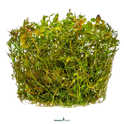 Proserpinaca palustris 'Cuba'