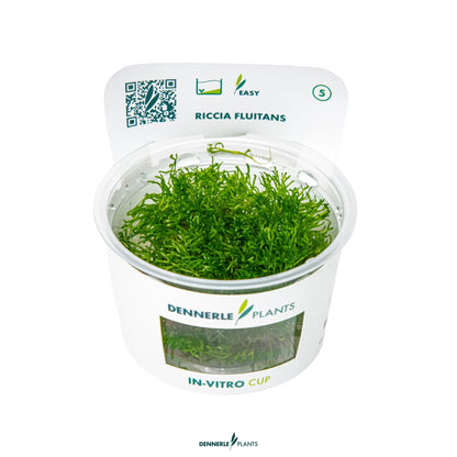 Riccia fluitans