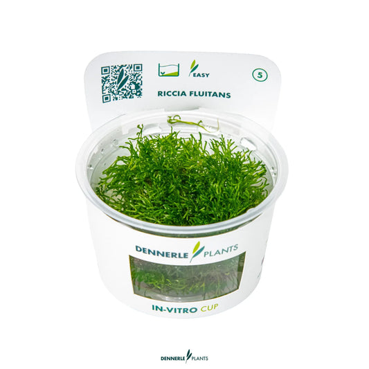 Riccia fluitans