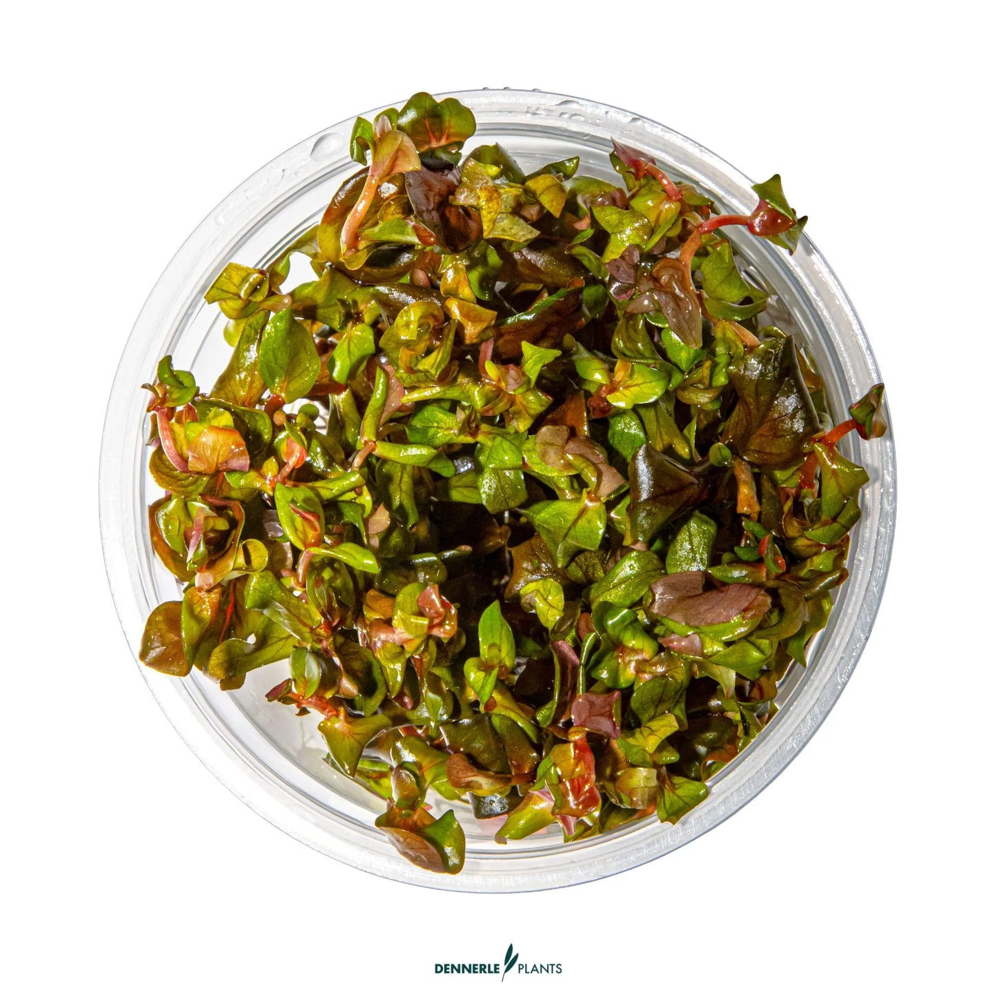 Rotala macranda