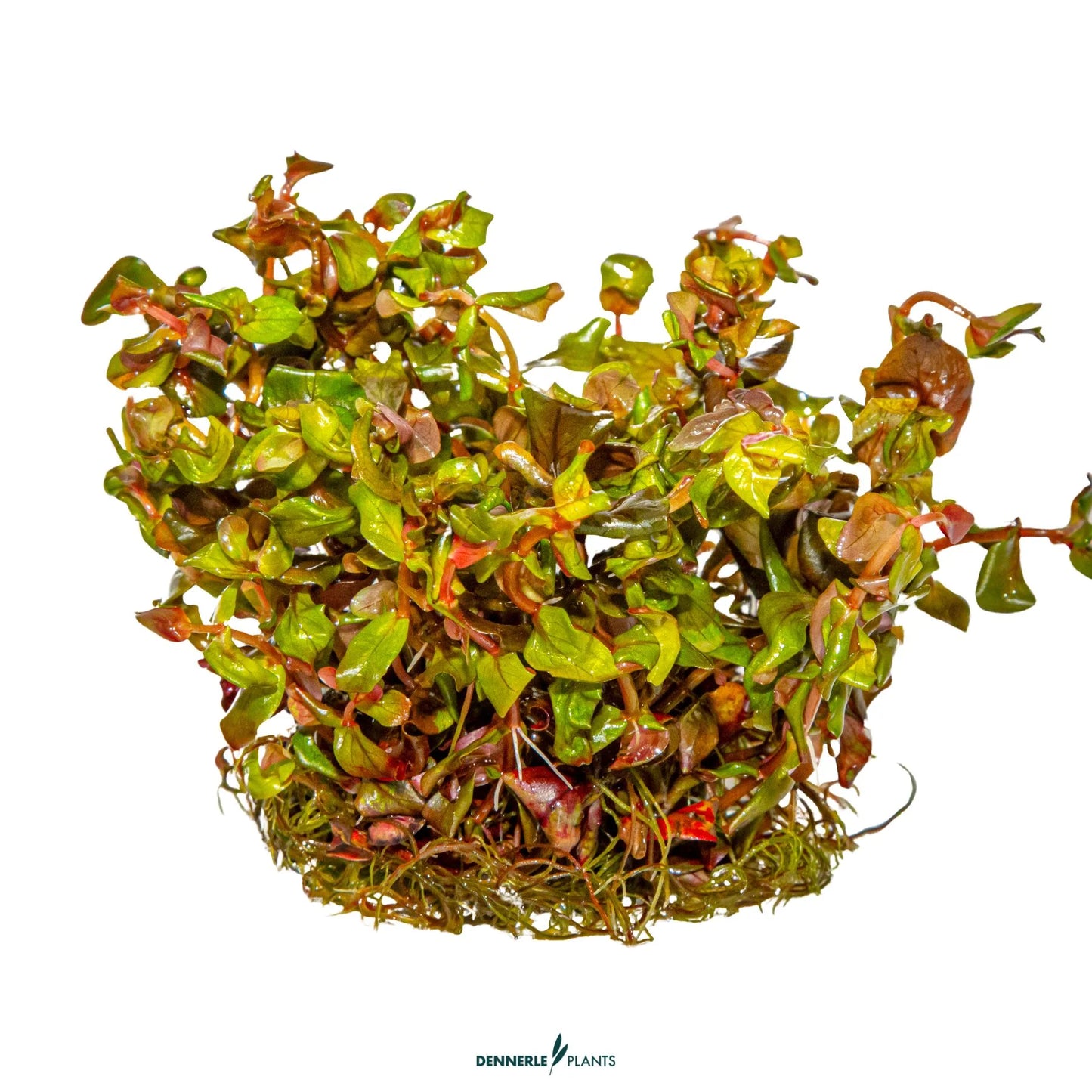 Rotala macranda