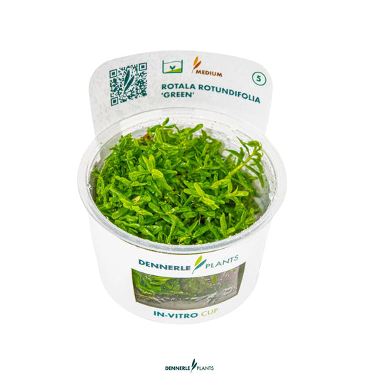 Rotala rotundifolia 'Green'