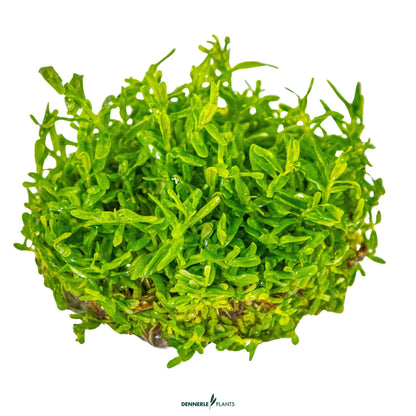 Rotala rotundifolia 'Green'