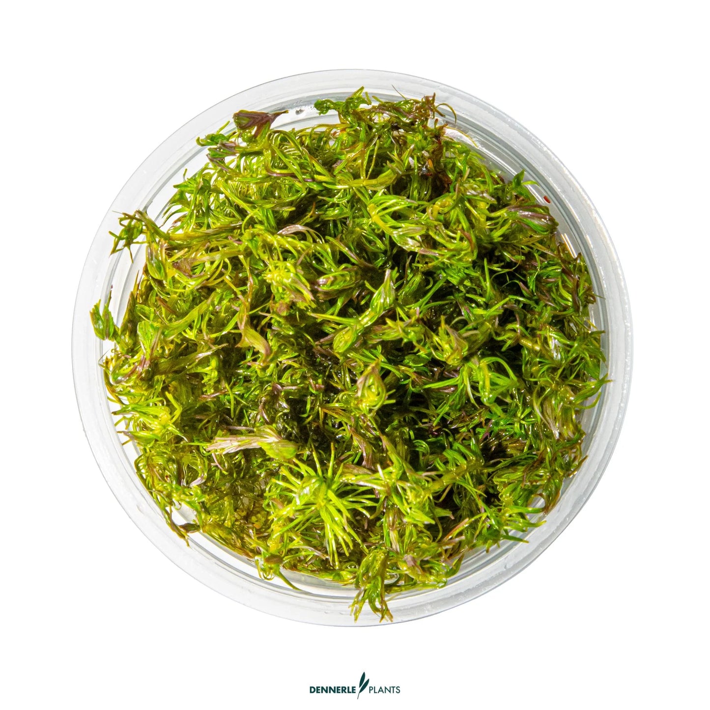 Rotala wallichii