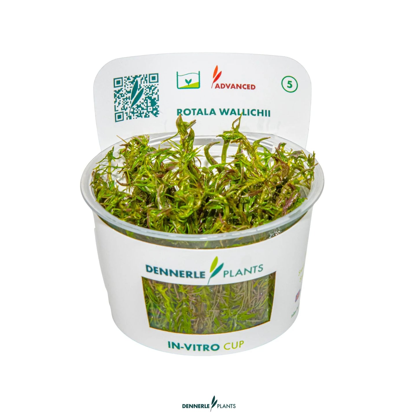 Rotala wallichii