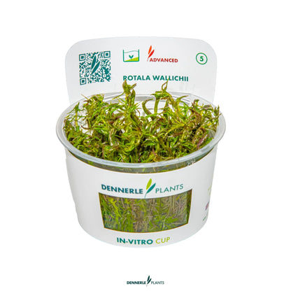 Rotala wallichii