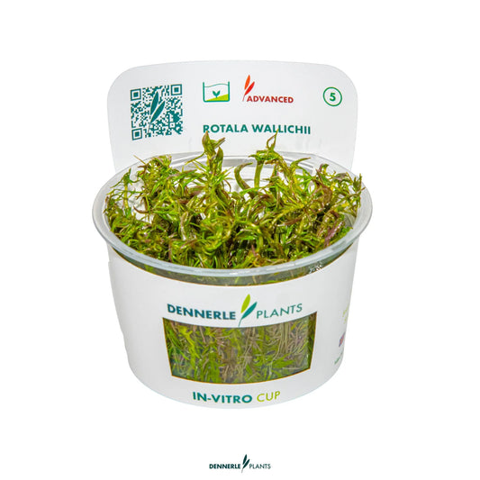 Rotala wallichii