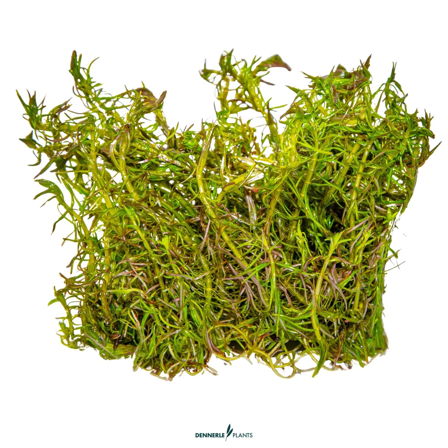 Rotala wallichii
