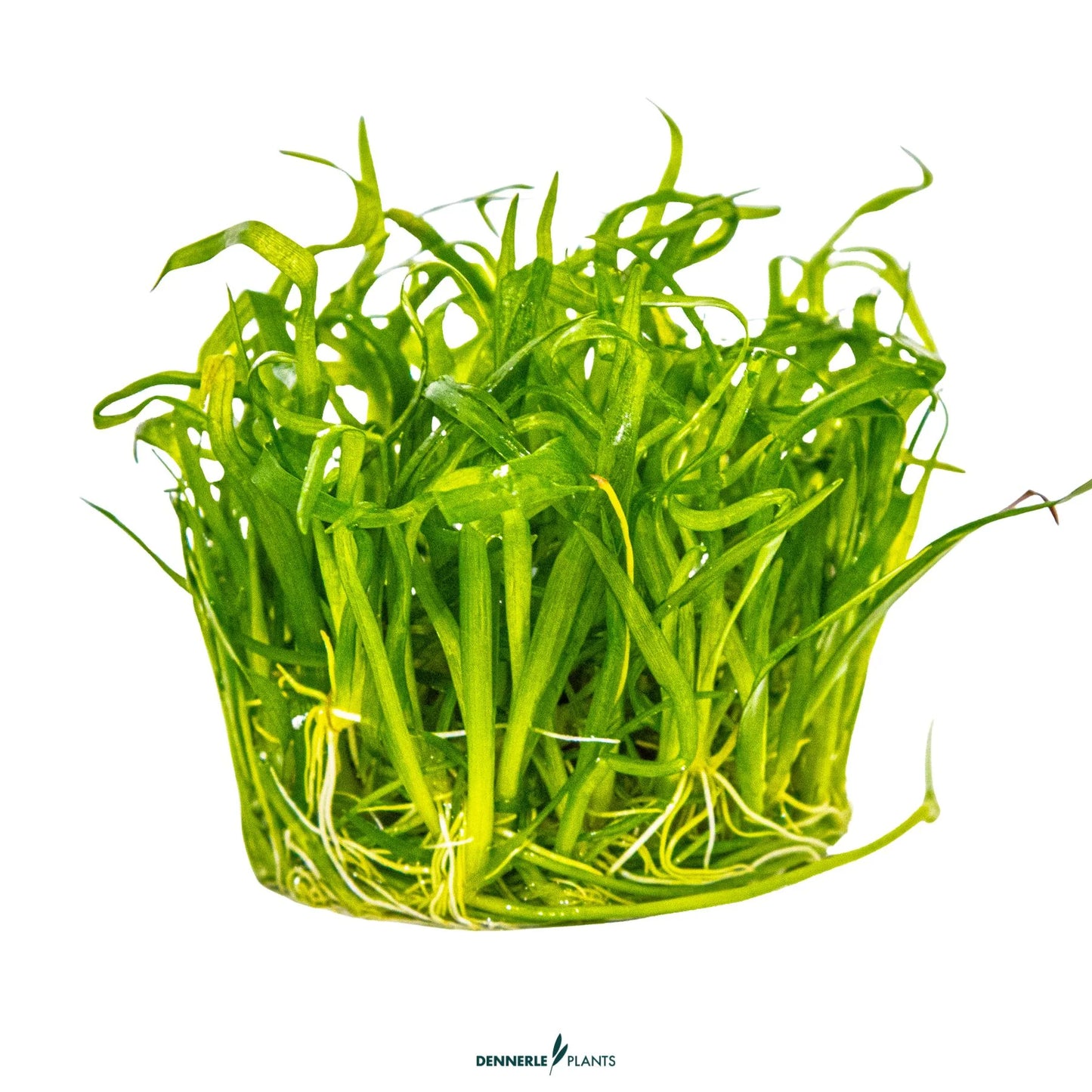 Sagittaria subulata