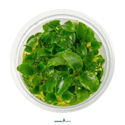 Schismatoglottis Prietoi