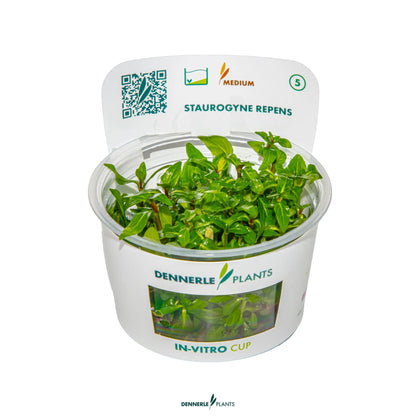 Staurogyne repens