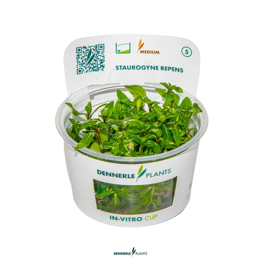 Staurogyne repens