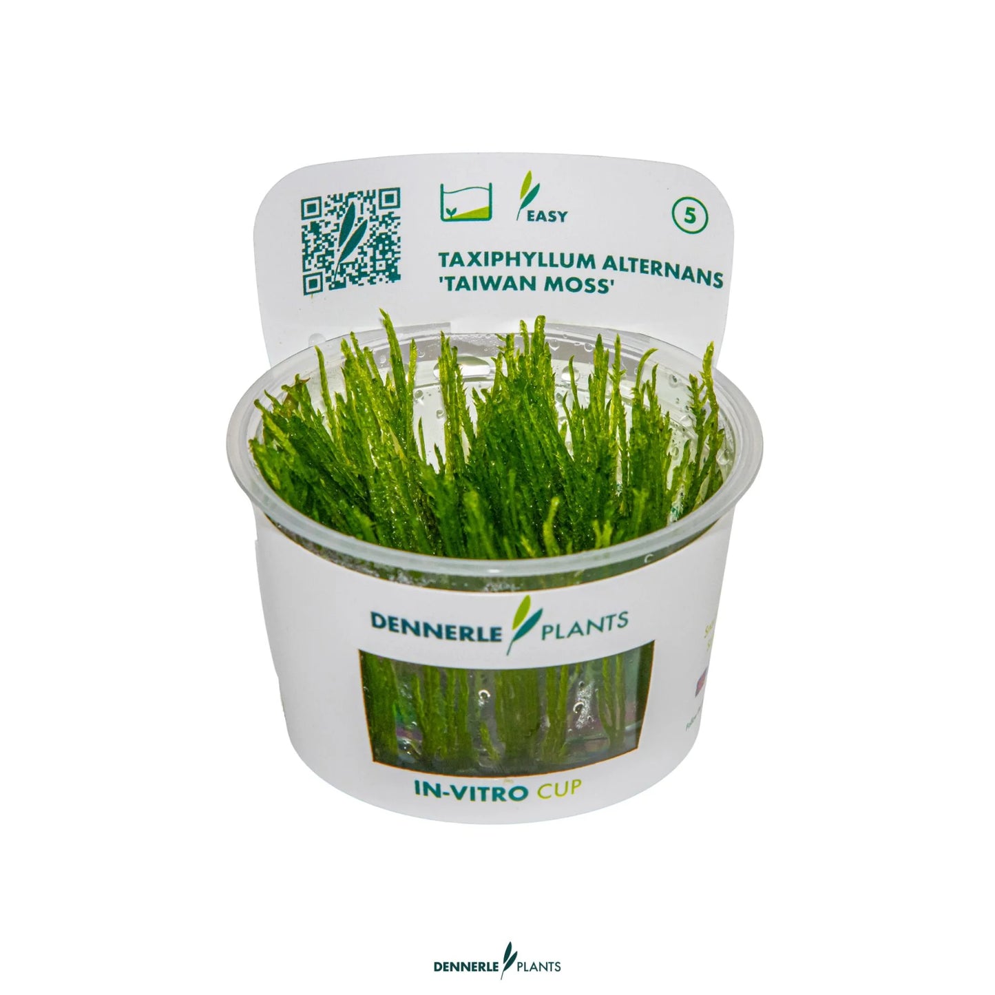 Taxiphyllum alternans 'Taiwan Moss'