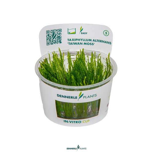 Taxiphyllum alternans 'Taiwan Moss'