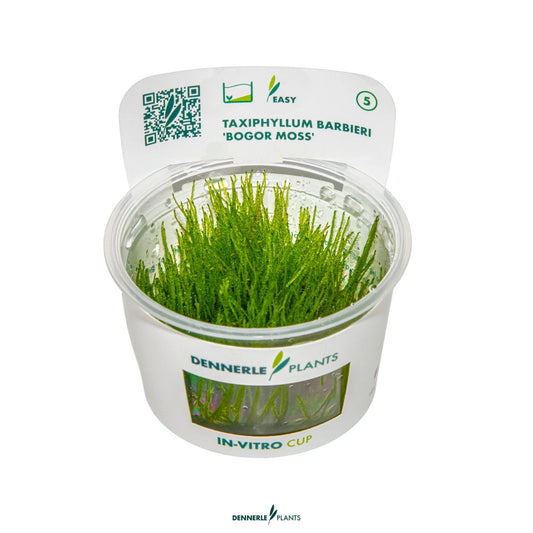 Taxiphyllum barbieri 'Bogor Moss'