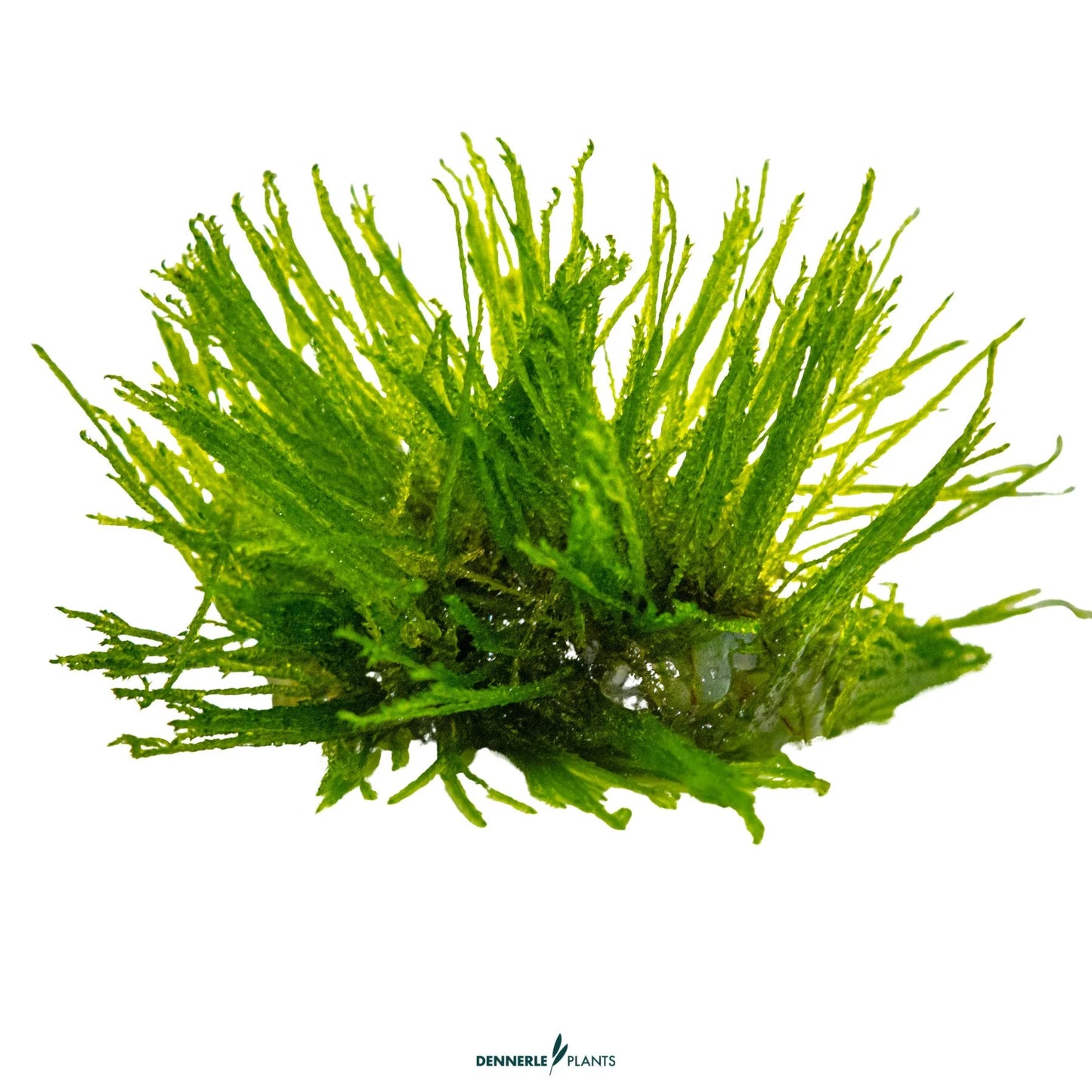 Taxiphyllum 'Spiky'