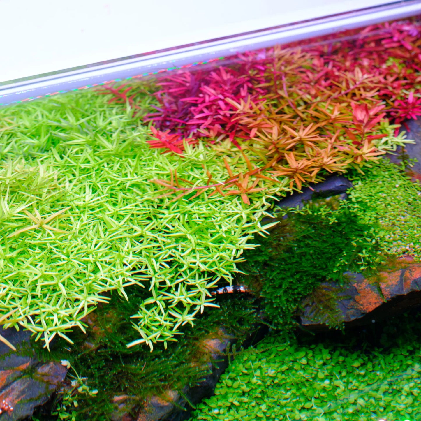 Twinstar Light 300S Version 5