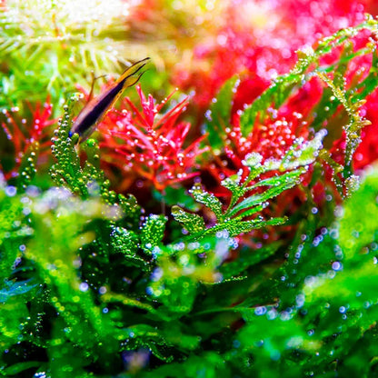 Twinstar Light 300S Version 5