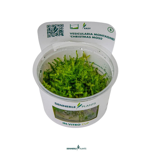 Vesicularia montagnei 'Christmas Moss'