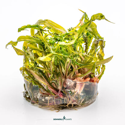 Cryptocoryne crispatula