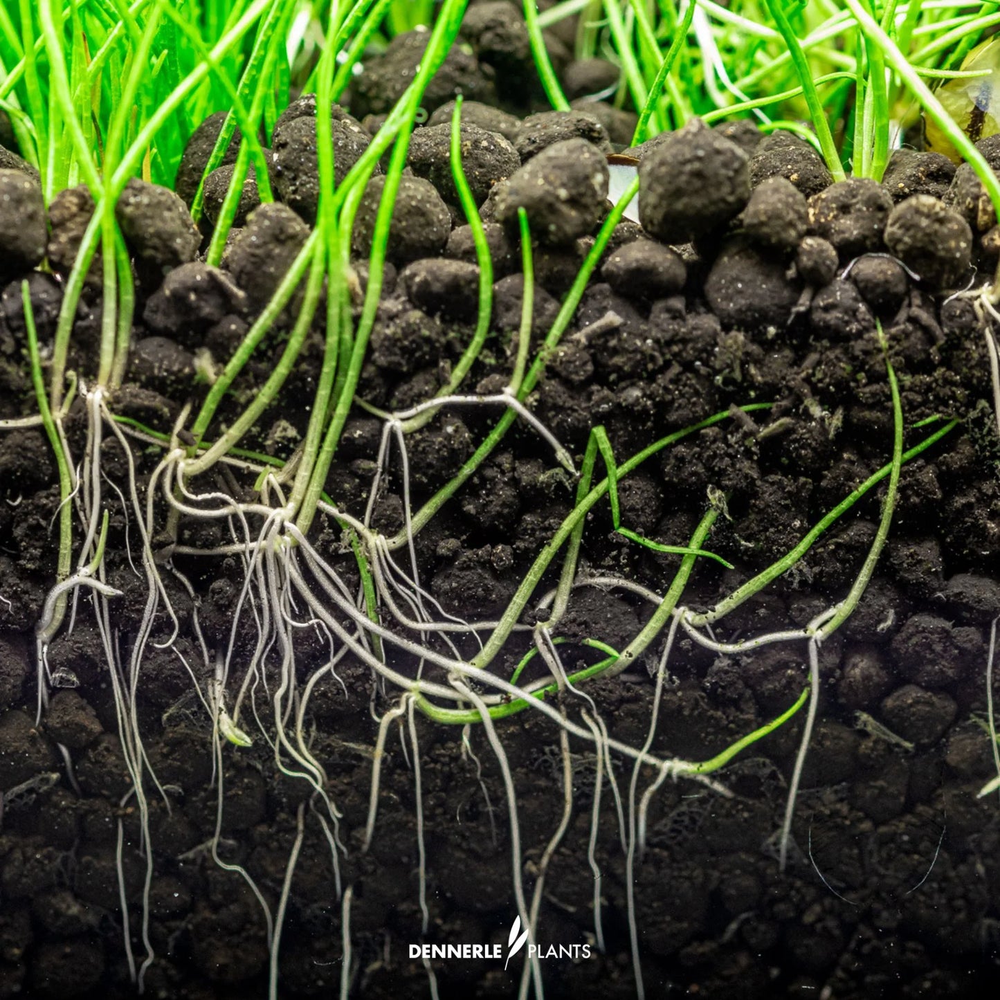 Dennerle Plants Soil
