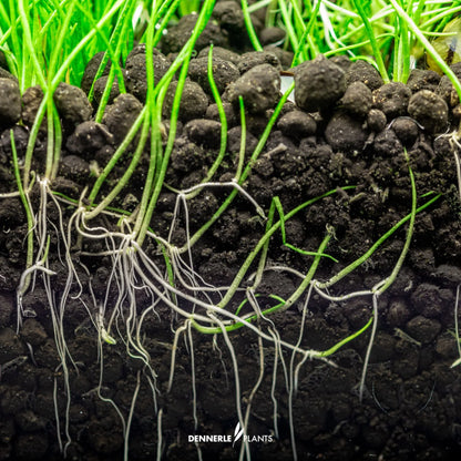 Dennerle Plants Soil