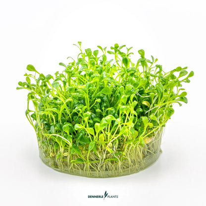 Glossostigma elatinoides
