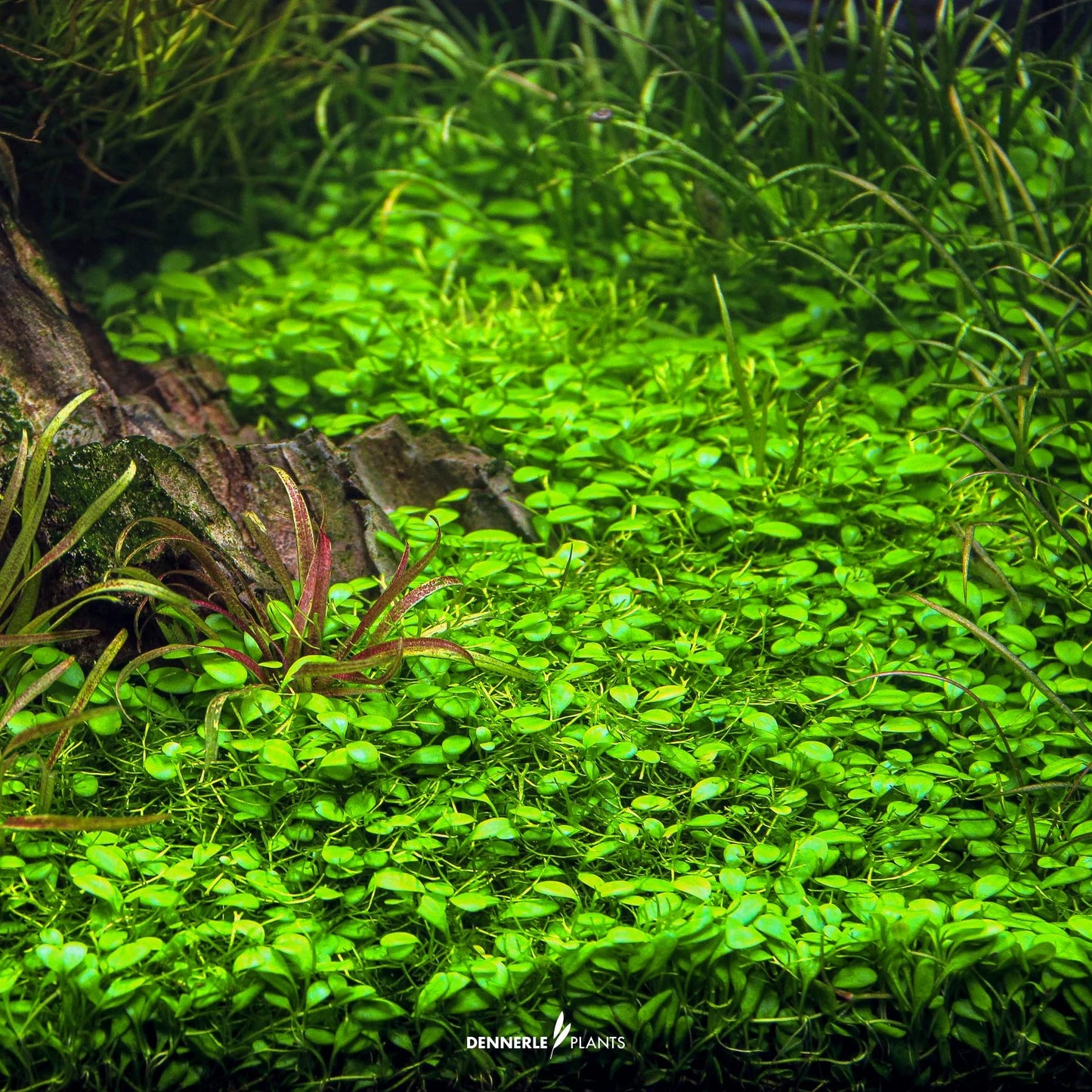 Glossostigma elatinoides