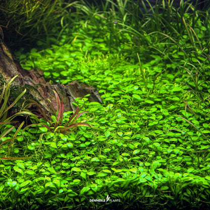 Glossostigma elatinoides