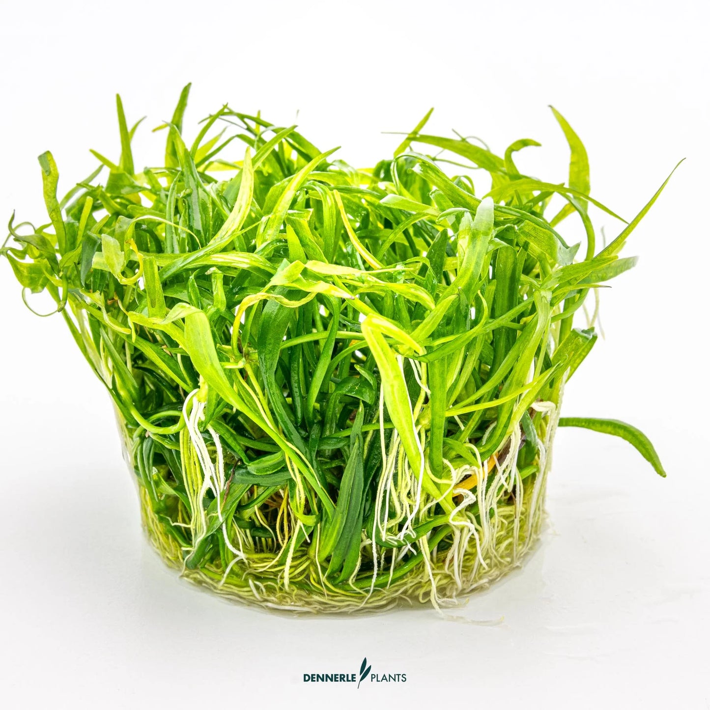 Helanthium tenellum 'Green'