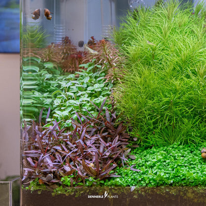 Hygrophila lancea 'Araguaia'