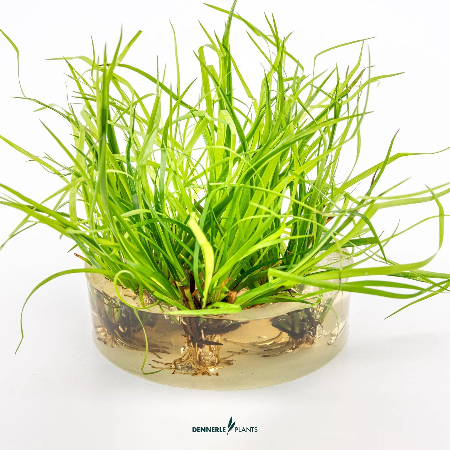 Juncus repens