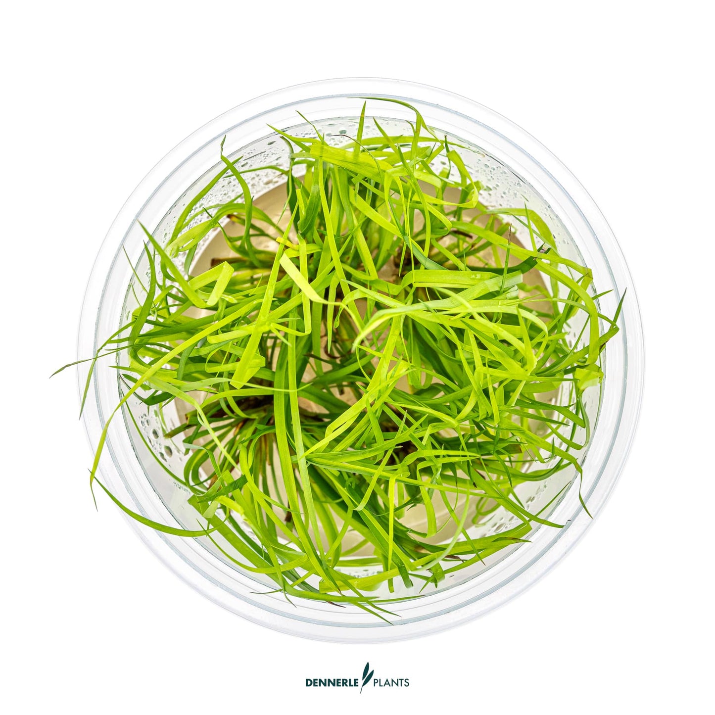 Juncus repens