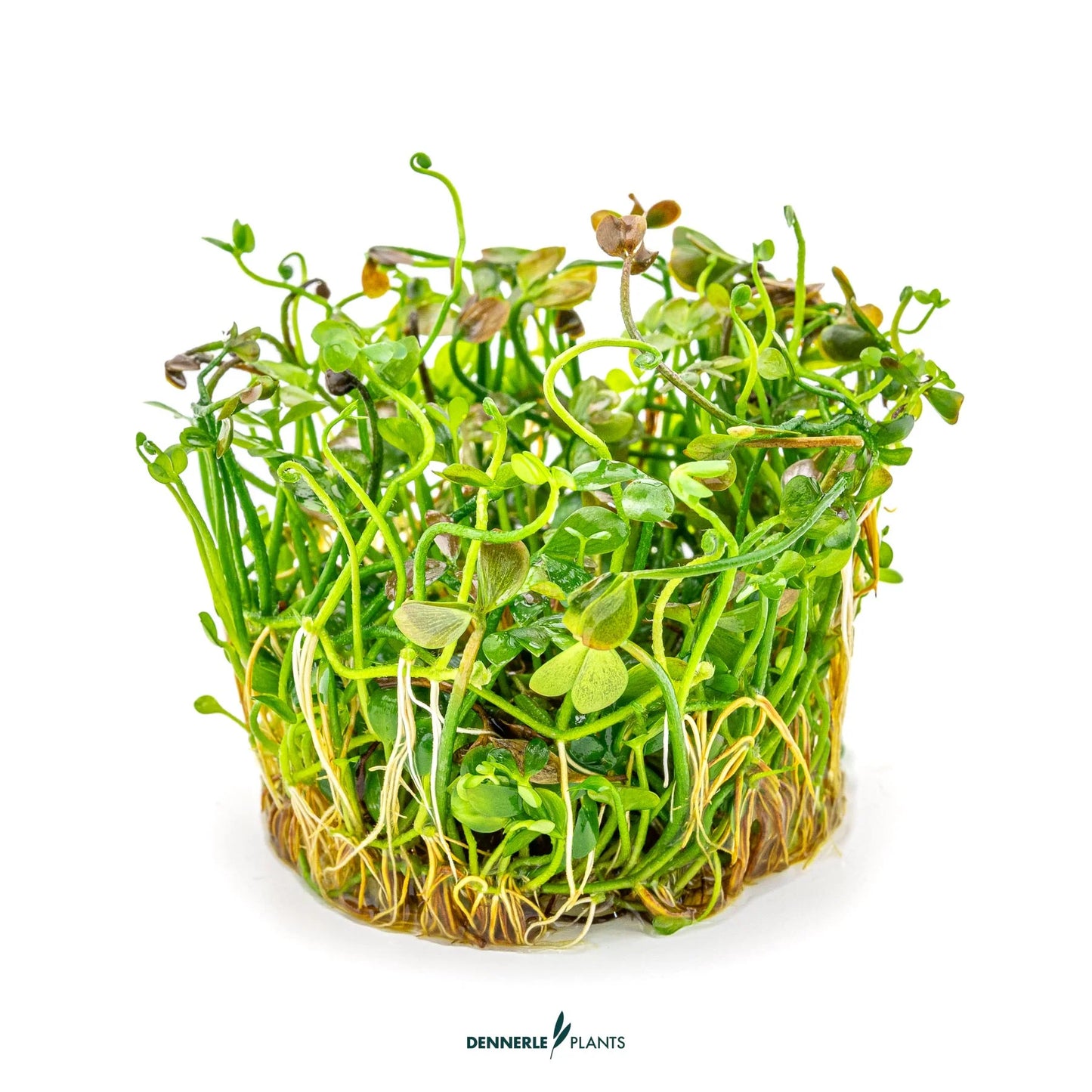 Marsilea hirsuta