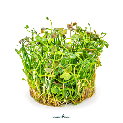 Marsilea hirsuta
