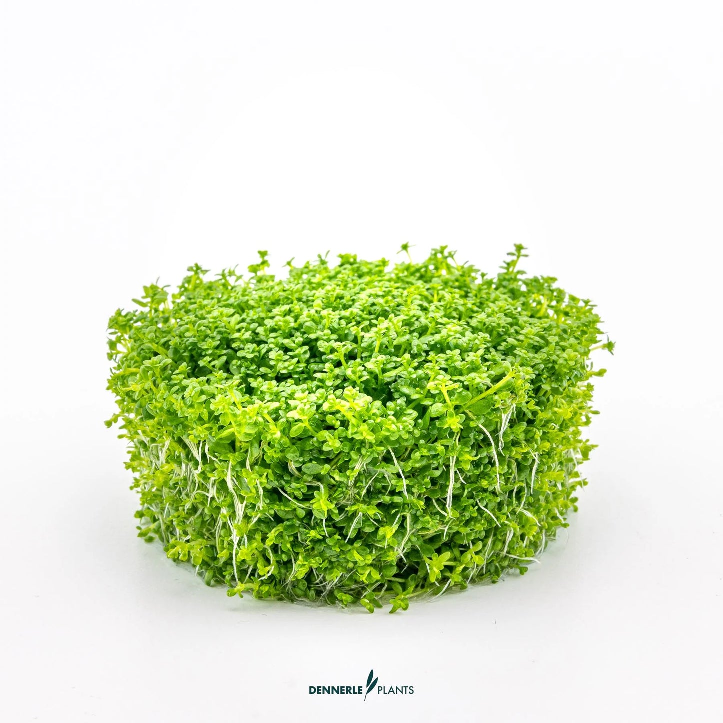Hemianthus callitrichoides 'Cuba'