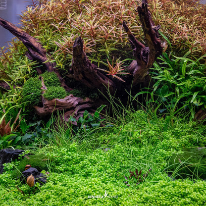 Hemianthus callitrichoides 'Cuba'