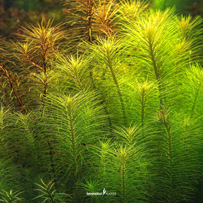Pogostemon deccanensis