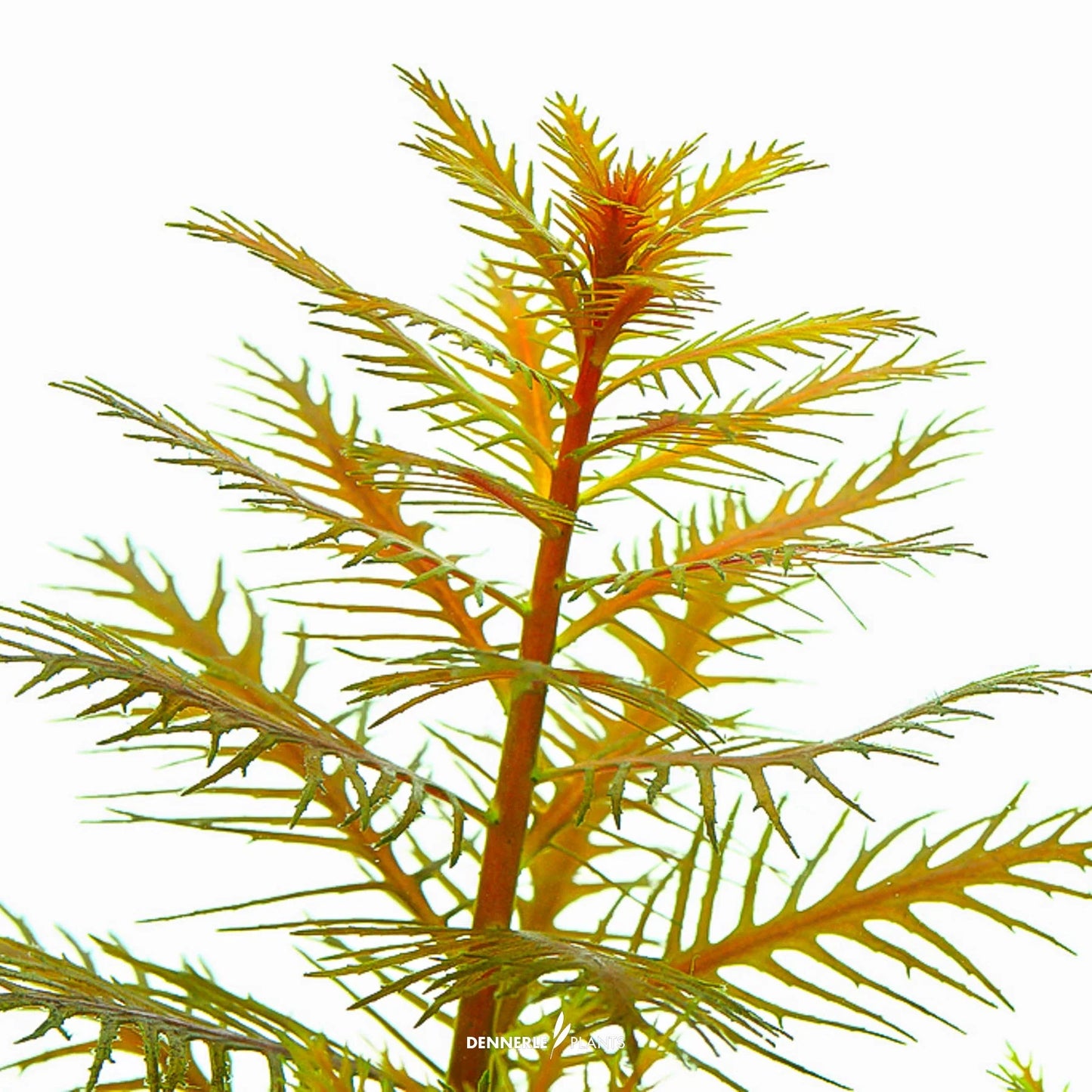 Proserpinaca palustris 'Cuba'